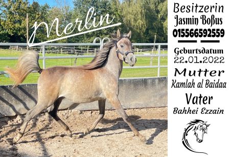 Merlin Pferde Schild smart spannend kreativ spritzig informativ schilder selbst gestalten