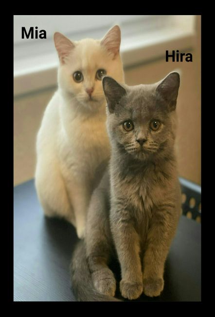 Mia & Hira Katzen Schild smart lustig schilder selbst gestalten