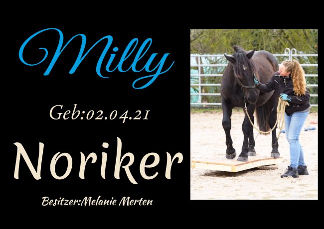 Milly Pferde Schild spritzig informativ schilder selbst gestalten