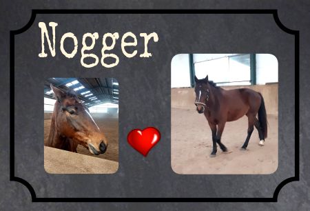 Nogger Pferde Schild informativ auffallend schilder selbst gestalten