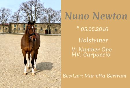 Nuno Newton Pferde Schild kreativ spritzig informativ auffallend schilder selbst gestalten