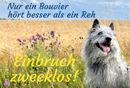 Nur ein Bouvier ... Hunde Schild bunt informativ auffallend schilder selbst gestalten