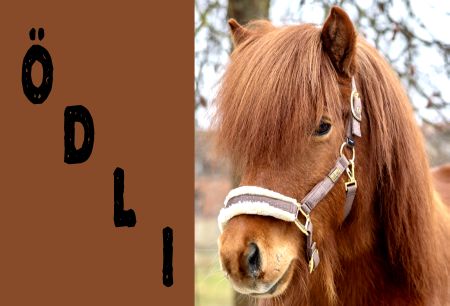 &Ouml;dli Pferde Schild smart kreativ spritzig schilder selbst gestalten