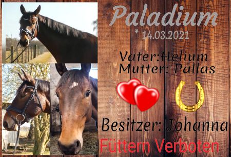 Paladium Pferde Schild spannend bunt kreativ spritzig informativ auffallend schilder selbst gestalten