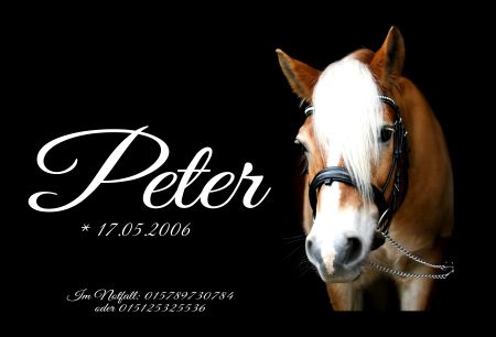 Peter Pferde Schild kreativ informativ auffallend schilder selbst gestalten