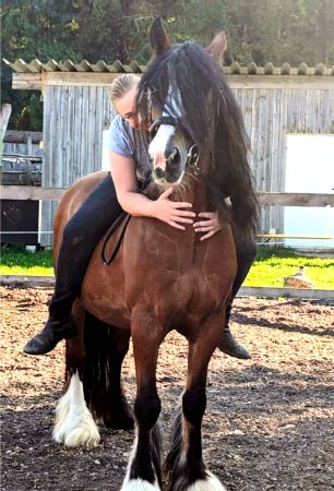 Pferd Pferde Schild smart schilder selbst gestalten