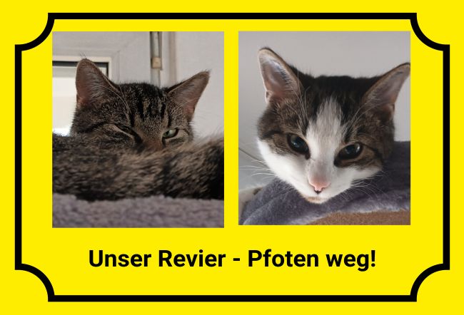 Pfoten weg! Katzen Schild smart spritzig schilder selbst gestalten