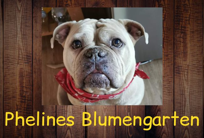 Phelines Blumengarten Hunde Schild smart kreativ spritzig schilder selbst gestalten