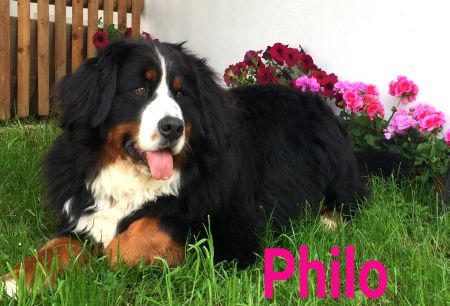 Philo Hunde Schild informativ auffallend schilder selbst gestalten