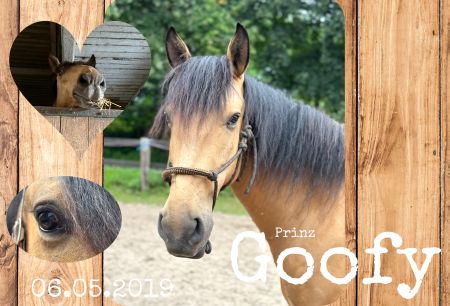 Prinz Goofy Pferde Schild smart kreativ spritzig schilder selbst gestalten