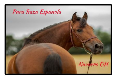 Pura Raza Espanola Pferde Schild smart spannend schilder selbst gestalten