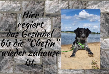 Regierungsgesindel Hunde Schild smart kreativ informativ schilder selbst gestalten