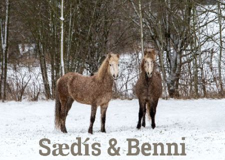 Saedis & Benni Pferde Schild bunt informativ auffallend schilder selbst gestalten