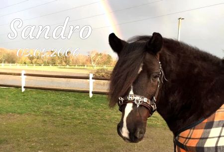 Sandro Pferde Schild smart kreativ spritzig schilder selbst gestalten