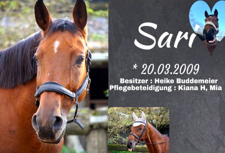 Sari Pferde Schild smart kreativ spritzig schilder selbst gestalten