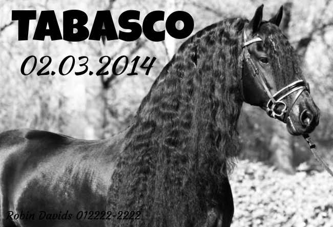 TABASCO Pferde Schild smart spannend kreativ spritzig auffallend schilder selbst gestalten
