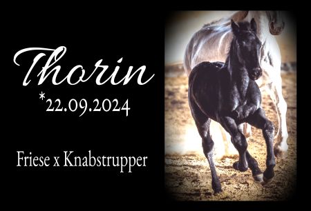 Thorin Pferde Schild kreativ spritzig schilder selbst gestalten