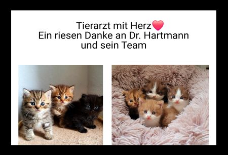 Tierarzt mit Herz Katzen Schild spannend informativ auffallend schilder selbst gestalten