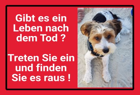 Tod nach dem Leben? Hunde Schild smart informativ auffallend schilder selbst gestalten