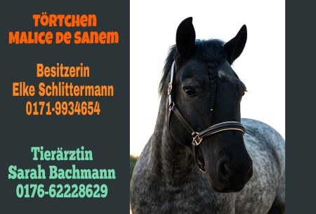 Törtchen Malice De Sanem Pferde Schild kreativ spritzig informativ schilder selbst gestalten