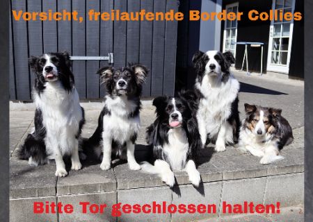 Vorsicht freilaufende Border Collies Hunde Schild smart bunt kreativ schilder selbst gestalten
