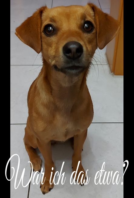 War ich das? Hunde Schild smart lustig schilder selbst gestalten