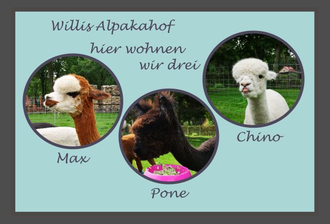 Willis Alpakahof Tiere Schild smart bunt informativ auffallend lustig schilder selbst gestalten