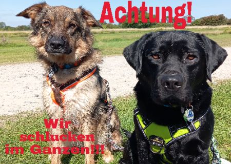 Wir schlucken im Ganzen!! Hunde Schild bunt kreativ informativ auffallend nachdrücklich schilder selbst gestalten