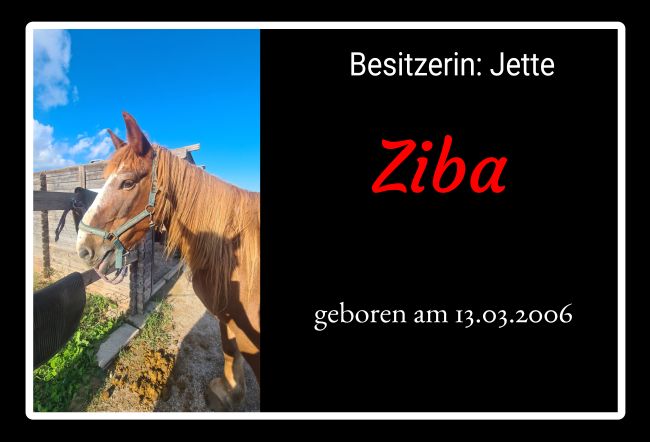 Ziba Pferde Schild smart spannend auffallend schilder selbst gestalten