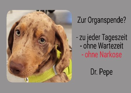 Zur Organspende? Hunde Schild bunt spritzig informativ lustig schilder selbst gestalten